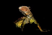 Leguan zeleny - Iguana iguana - Green iguana 6781